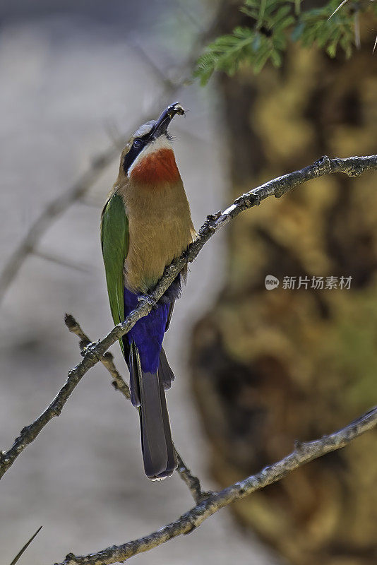 白额食蜂鸟(Merops bullockoides)是广泛分布于亚赤道非洲的一种食蜂鸟。纳库鲁湖国家公园，肯尼亚